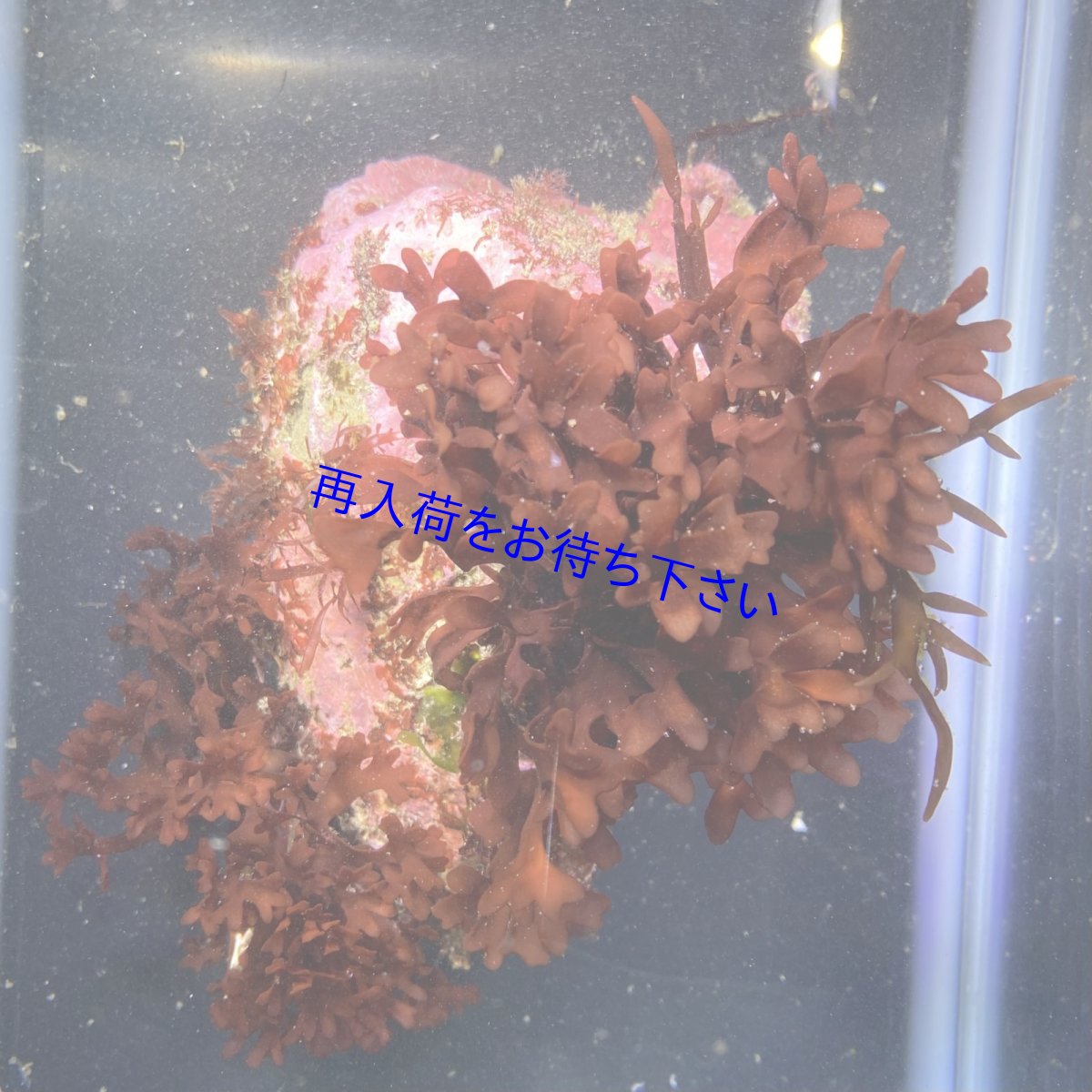 画像1: 海藻付きライブロック　A (1)