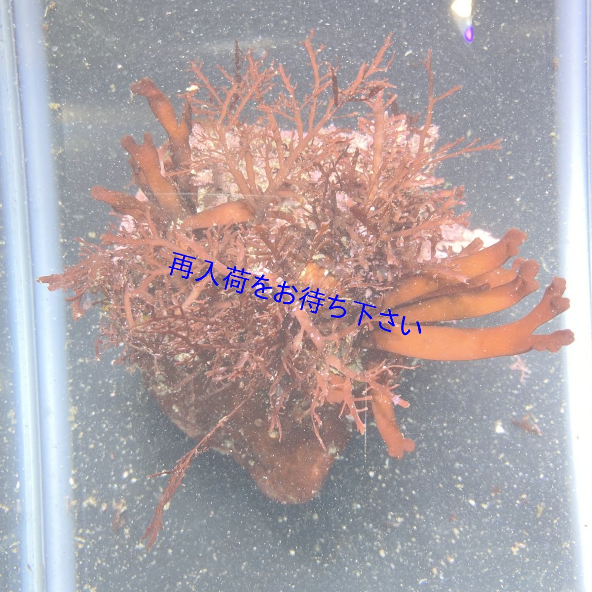 画像1: 海藻付きライブロックB (1)