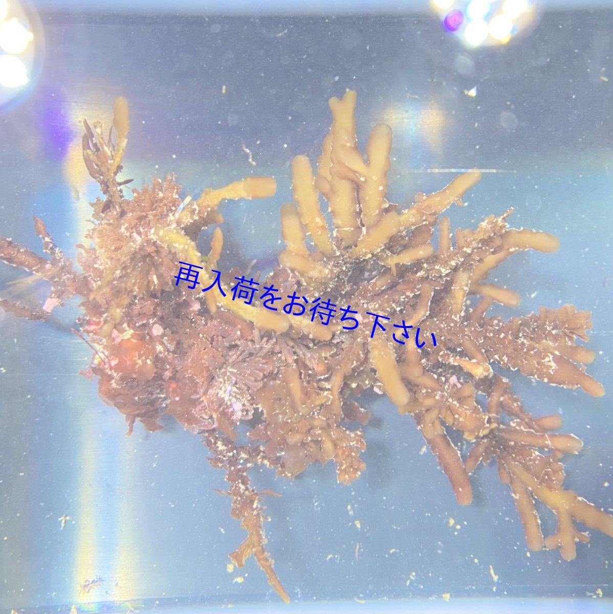画像1: 色々海藻🌱　A (1)