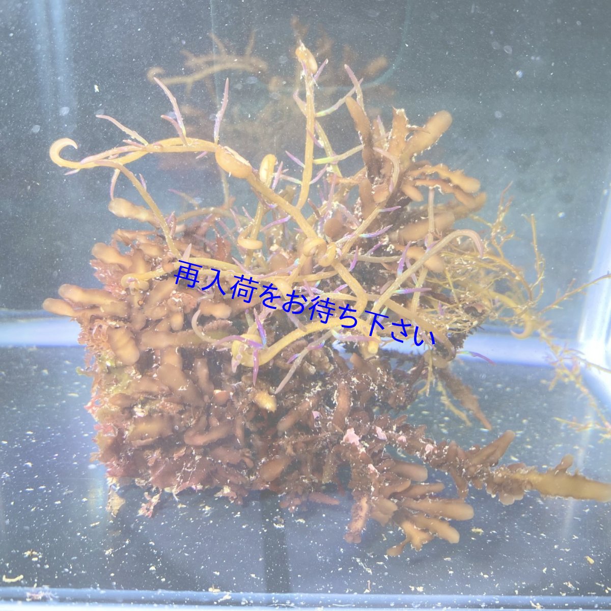 画像1: 色々海藻🌱　C (1)