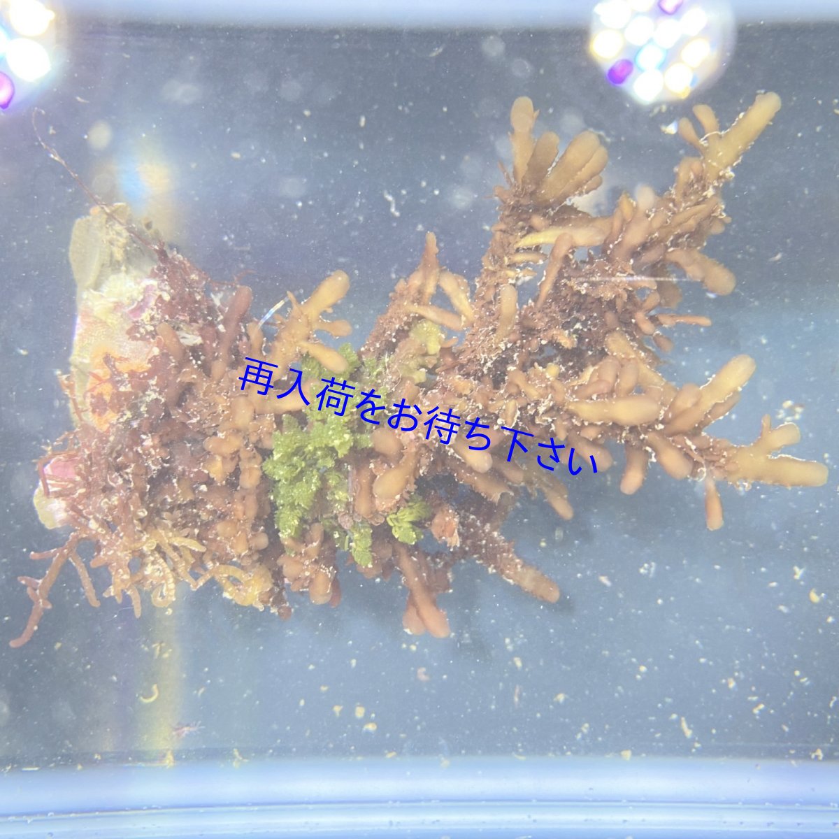 画像1: 色々海藻🌱　B (1)