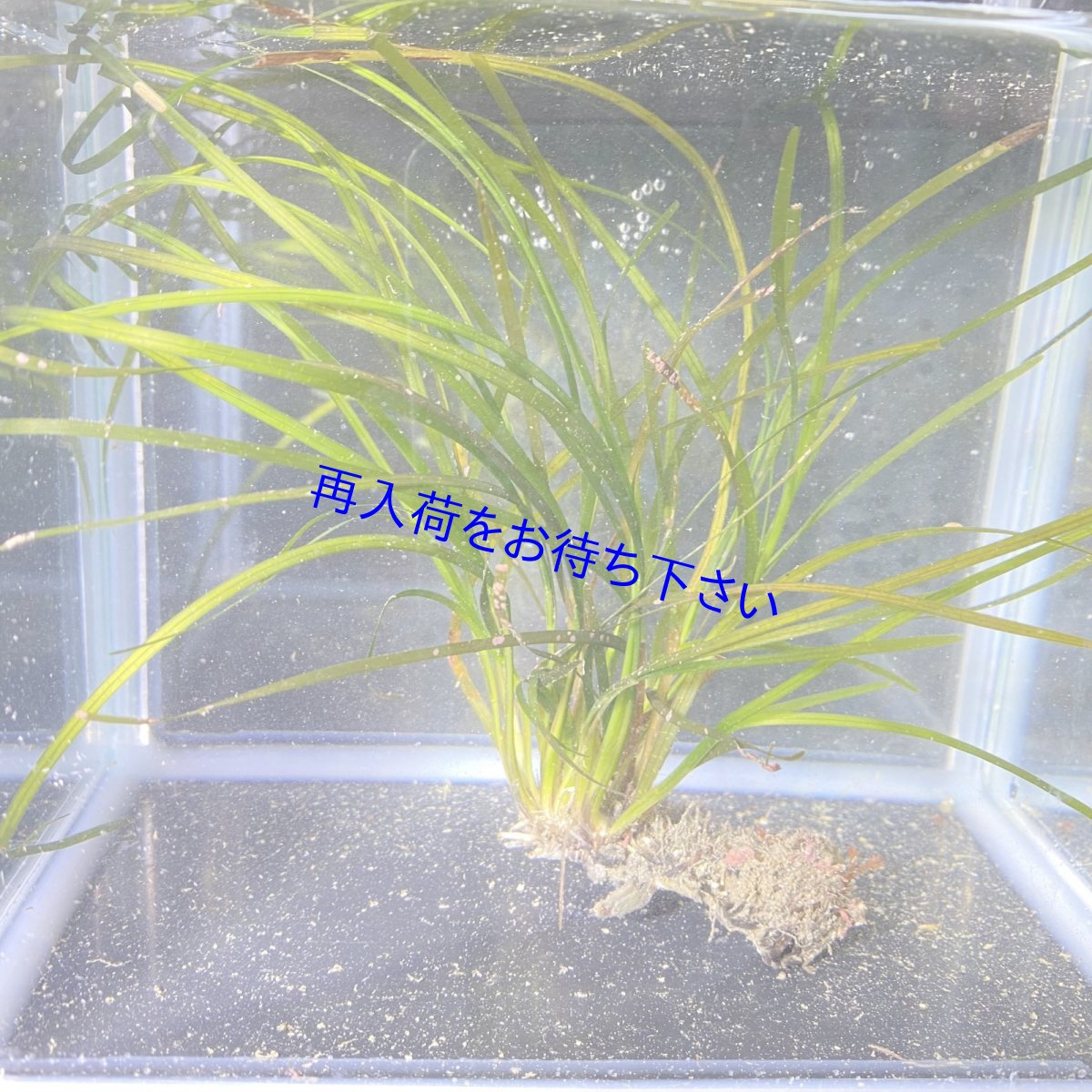 画像1: エビアマモ (1)