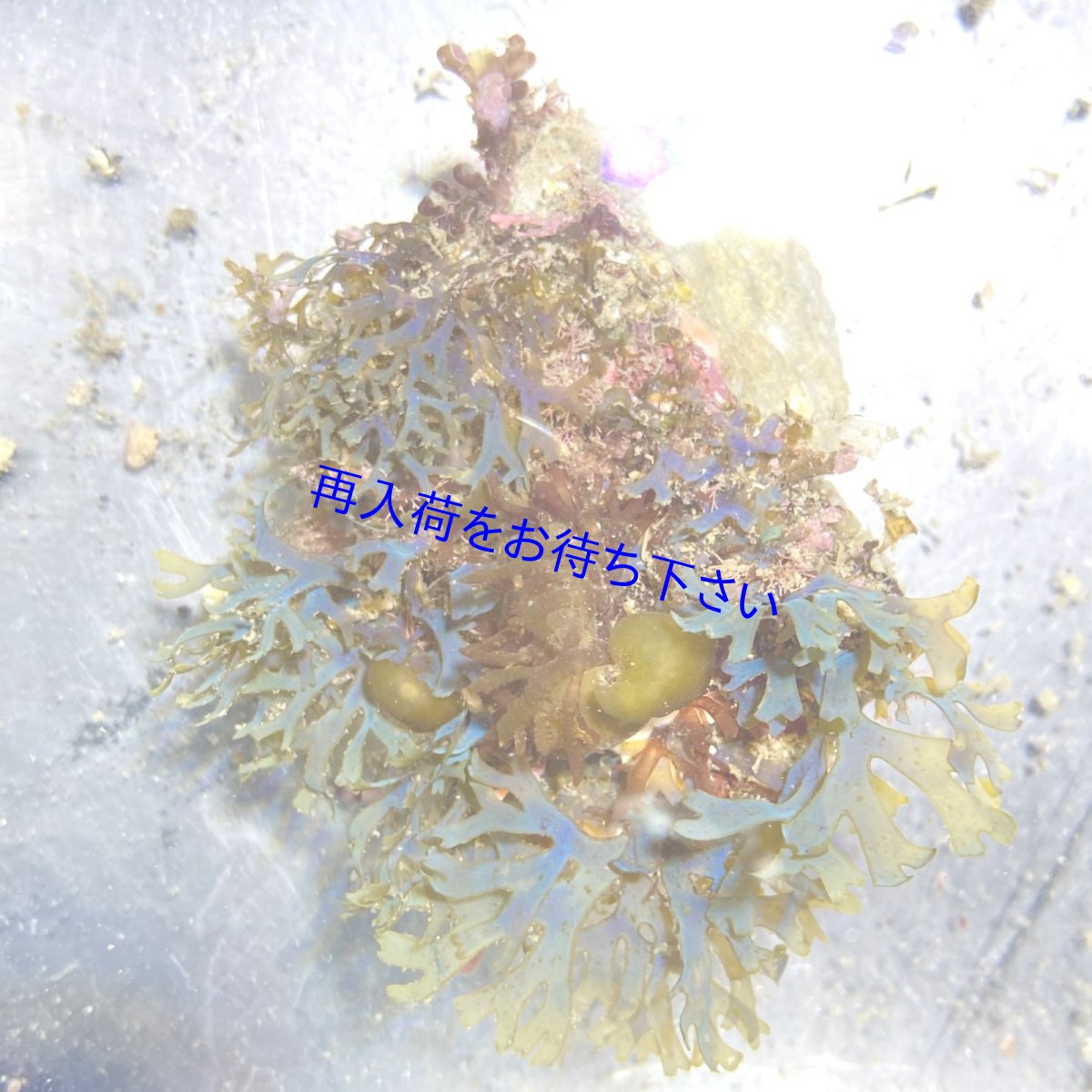 画像1: フクリンアミジの仲間　ブルー (1)