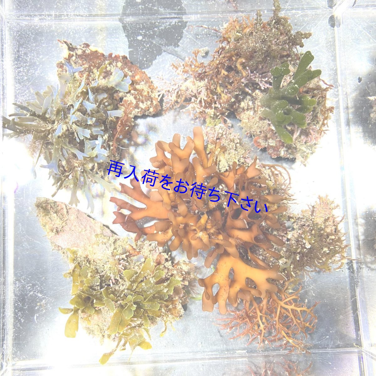画像1: 色々海藻🌱4個セット (1)