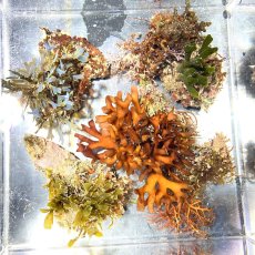 画像1: 色々海藻🌱4個セット (1)