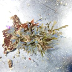 画像4: 色々海藻🌱4個セット (4)