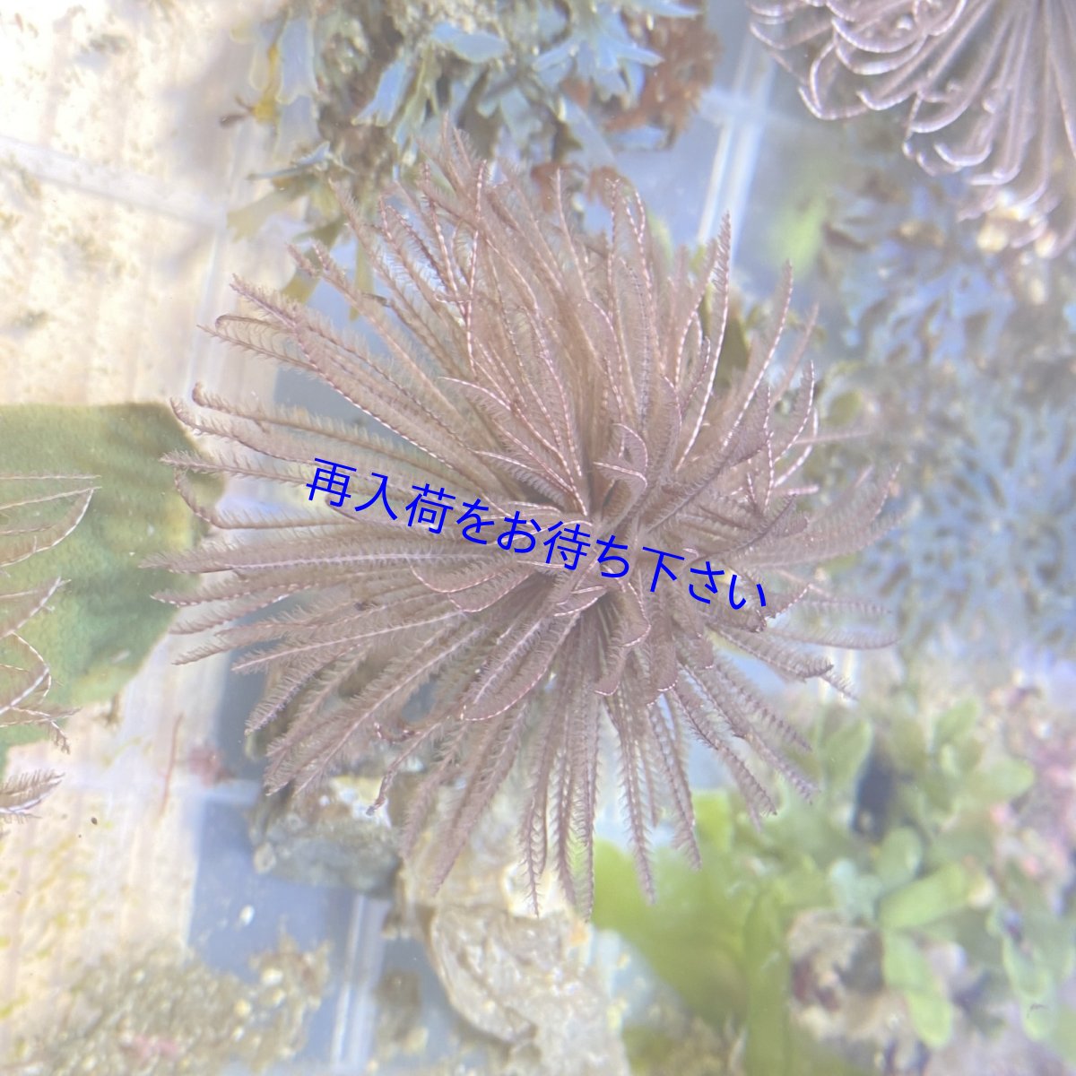 画像1: ケヤリムシ　B (1)