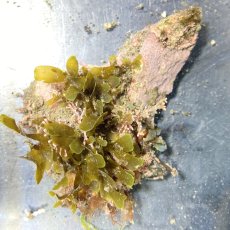 画像6: 色々海藻🌱4個セット (6)