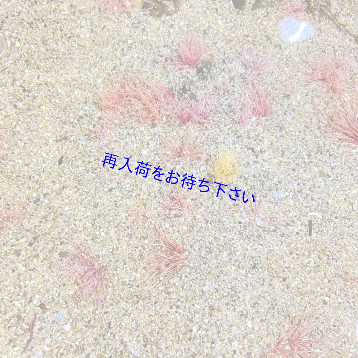 画像1: ミズヒキゴカイ (1)