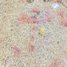 画像1: ミズヒキゴカイ (1)