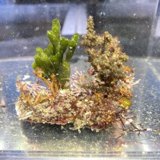 画像3: 色々海藻🌱4個セット (3)
