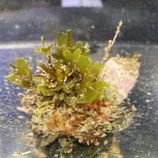 画像7: 色々海藻🌱4個セット (7)