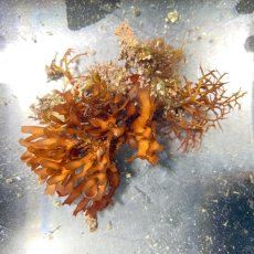 画像8: 色々海藻🌱4個セット (8)
