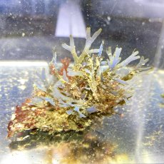 画像5: 色々海藻🌱4個セット (5)
