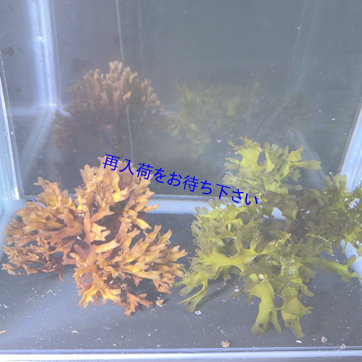 画像1: コメノリグリーン+ミゾオゴノリ🌱セット (1)
