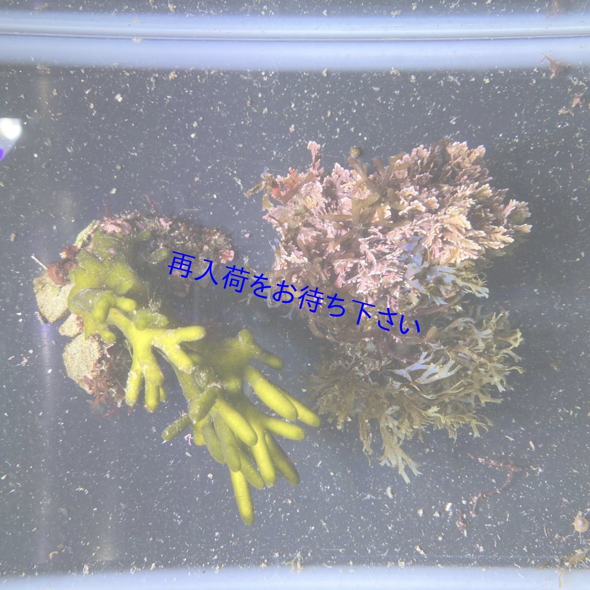 画像1: 枝ミル+フクリンアミジ🌱セット (1)