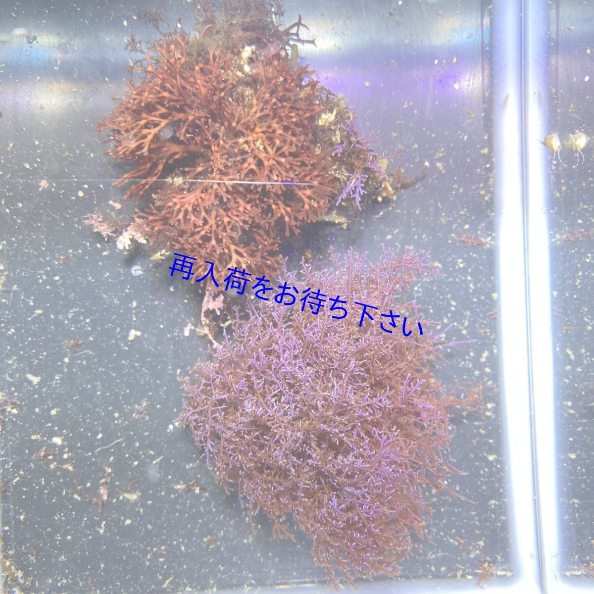 画像1: ツノムカデの仲間+ヒラワツナギソウ ブルー🌱セット (1)