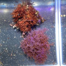 画像1: ツノムカデの仲間+ヒラワツナギソウ ブルー🌱セット (1)