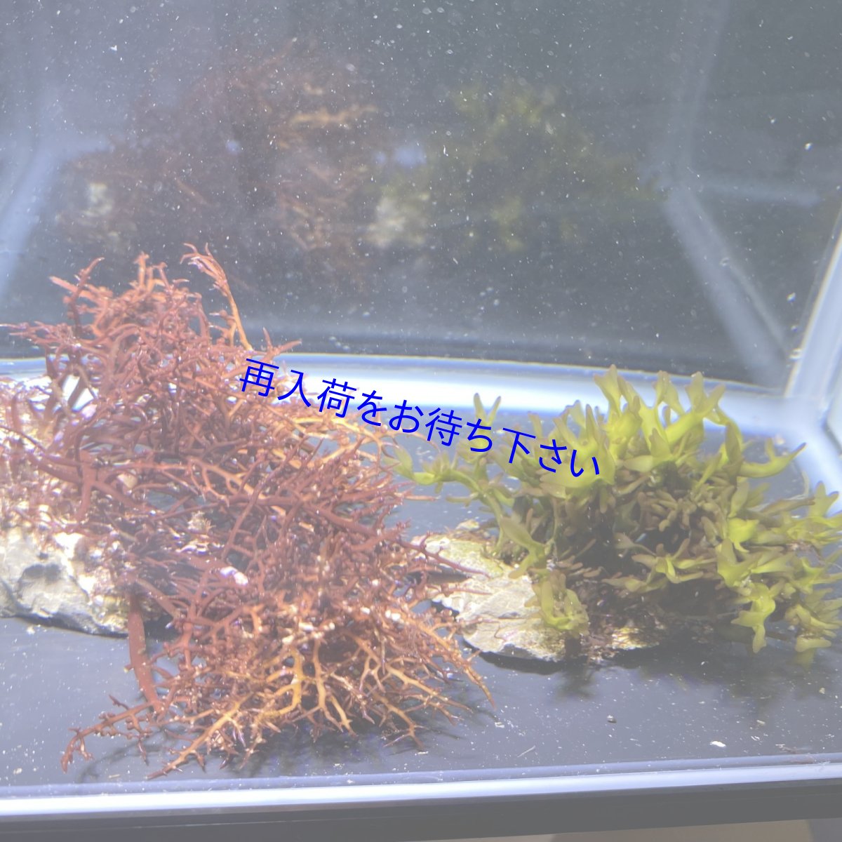 画像1: スギノリ目の仲間+コメノリグリーン🌱セット (1)