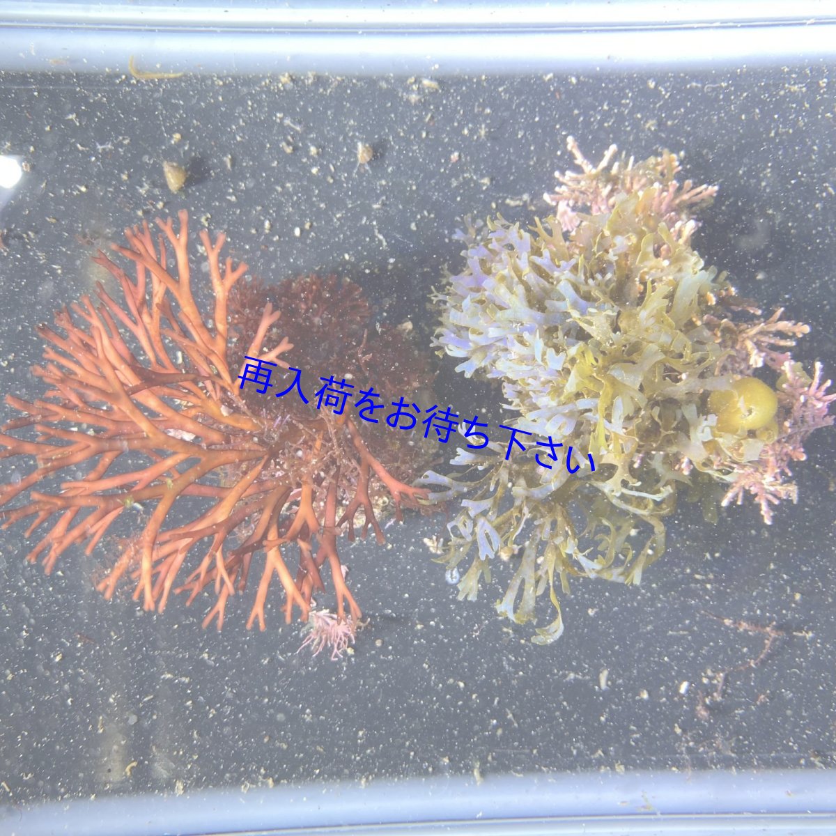 画像1: ツノムカデ+フクリンアミジ🌱セット (1)