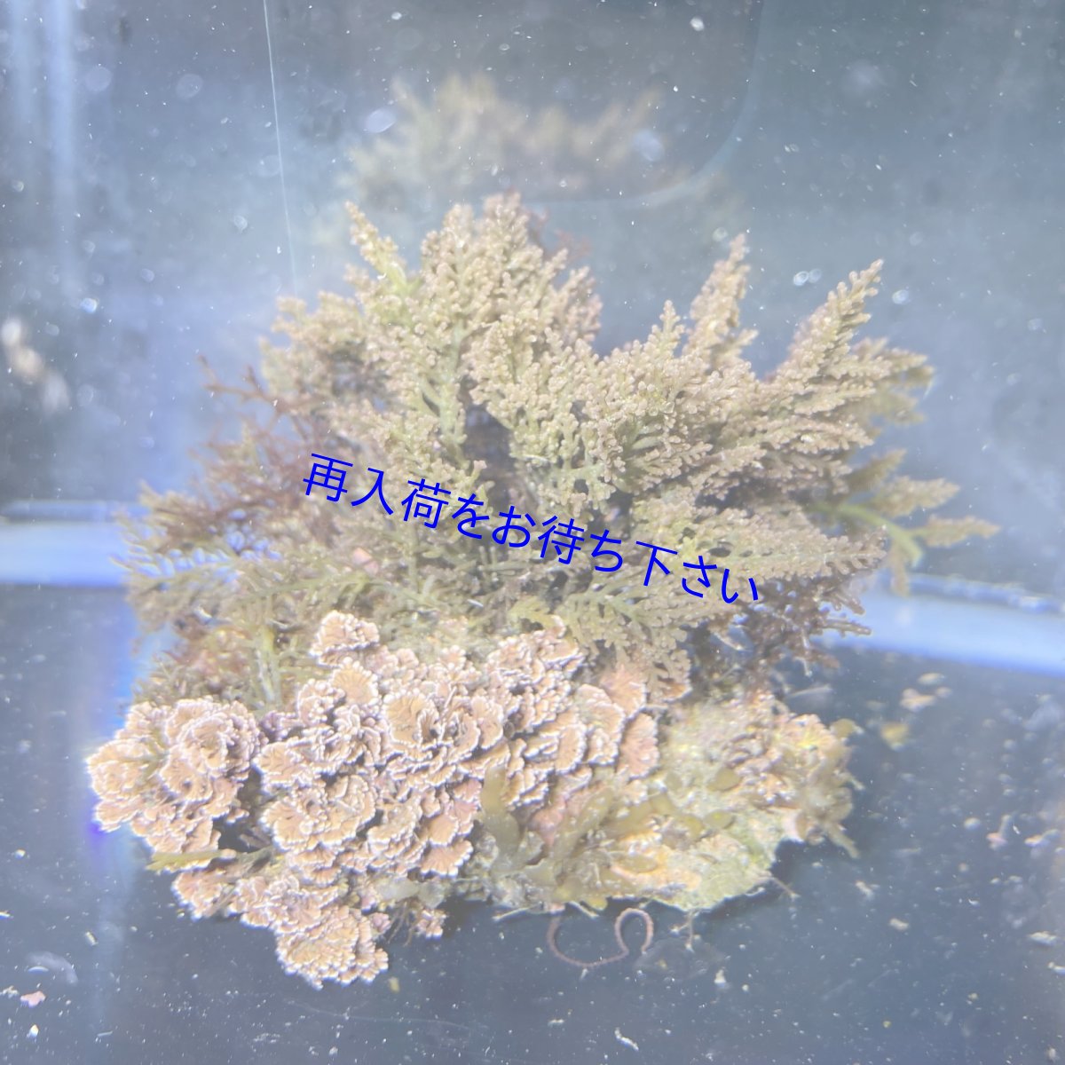 画像1: ソゾ (1)