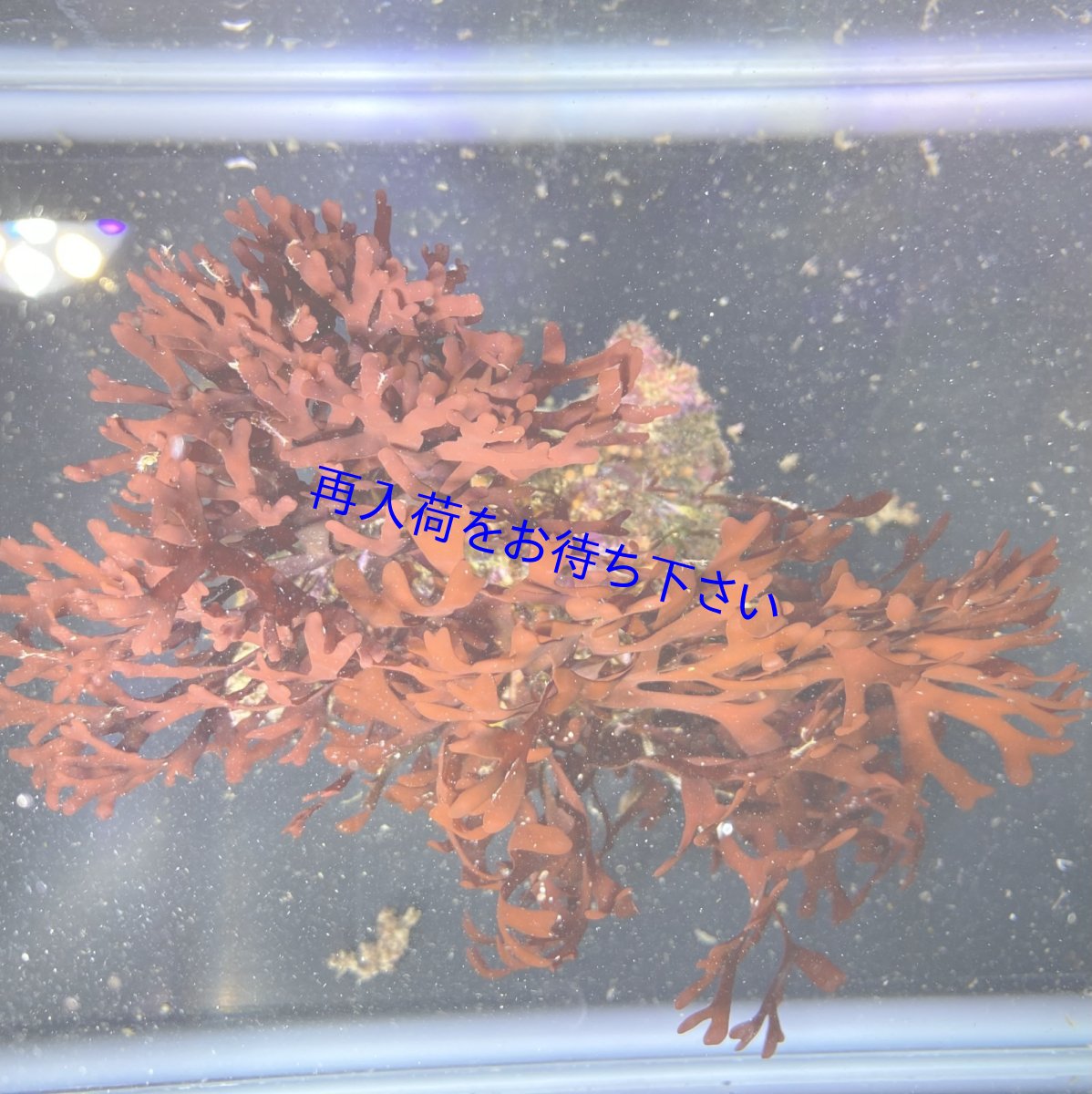 画像1: ヒトツマツ (1)