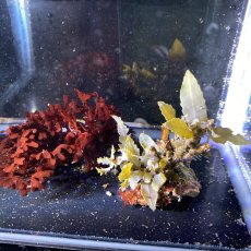 画像2: ノコギリモク＆ヒトツマツ🌱セット (2)