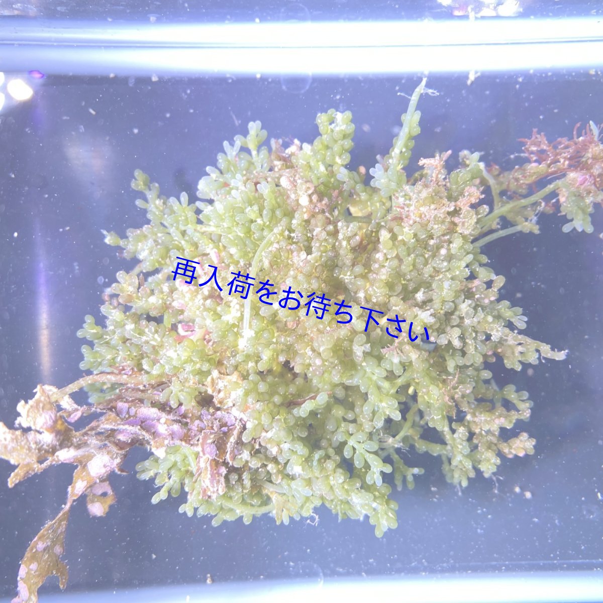 画像1: フサイワヅタ (1)