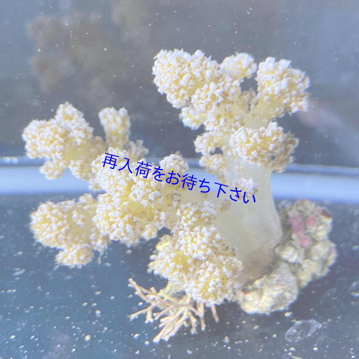 画像1: チヂミトサカ　Sサイズ (1)
