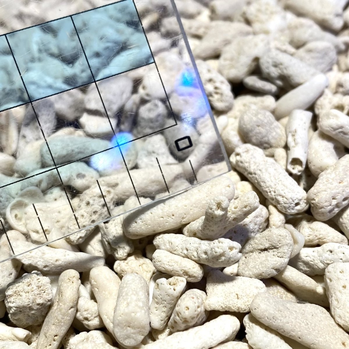 画像1: 【カルシウムの補充に！　濾過砂利としても！】サンゴ砂利【8mm〜15mmブレンド】1Kg　 (1)