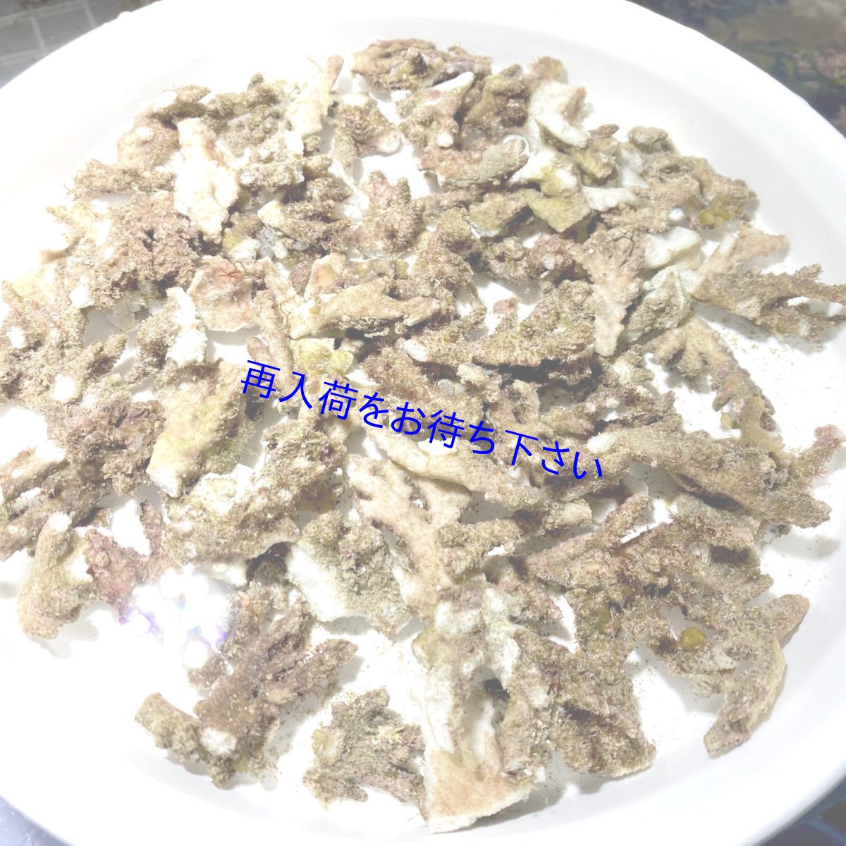 画像1: 肥えたライブ濾材　500g（バクテリア付き） (1)