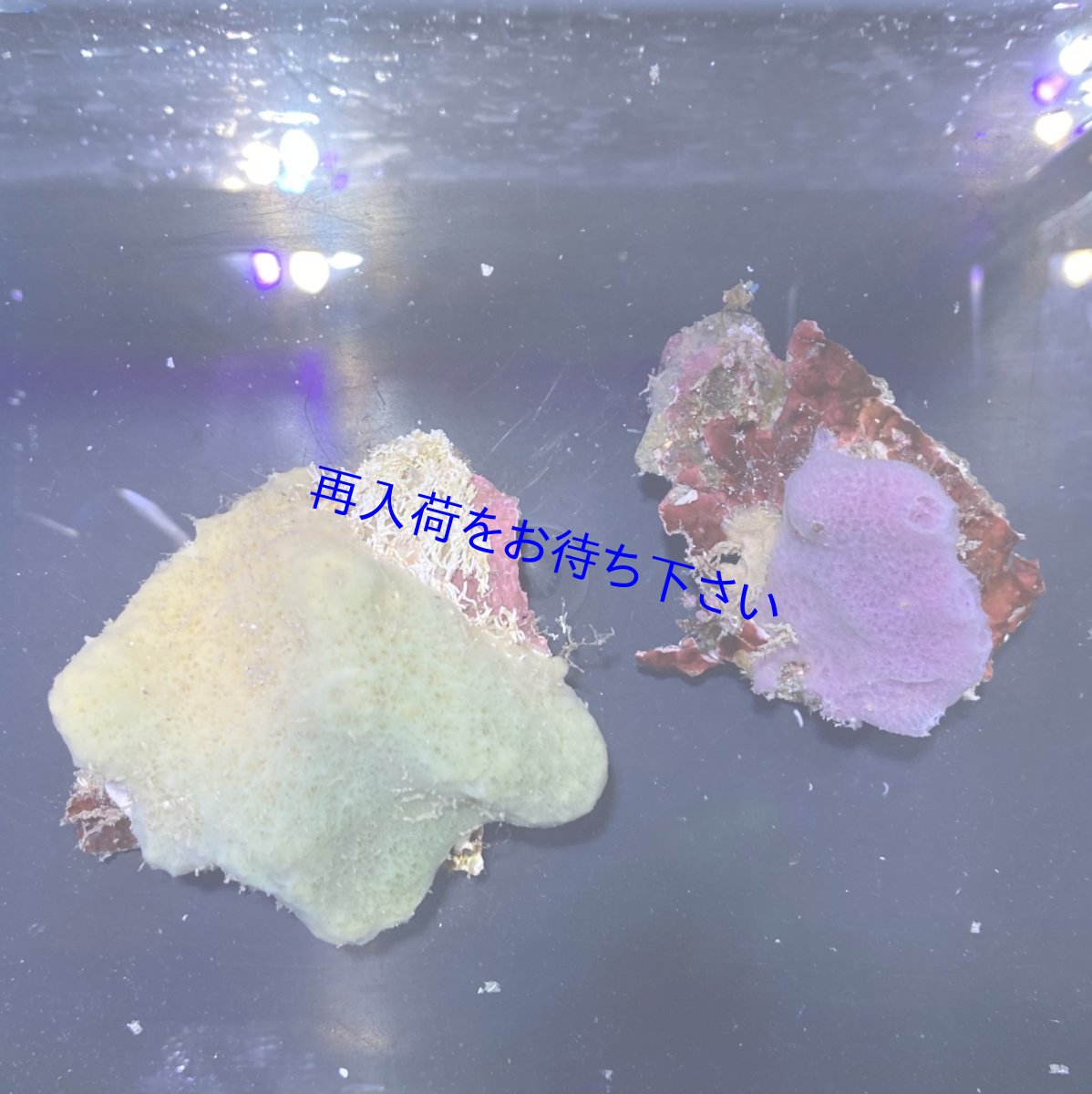 画像1: パープル＆グリーン系スポンジ　2個セット (1)