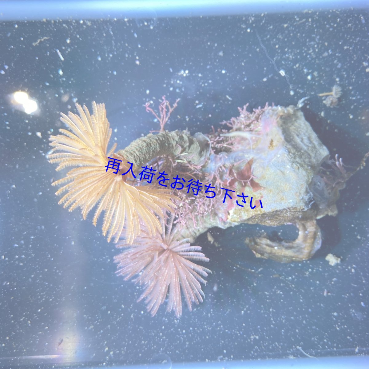 画像2: ケヤリムシ　2個体 (2)