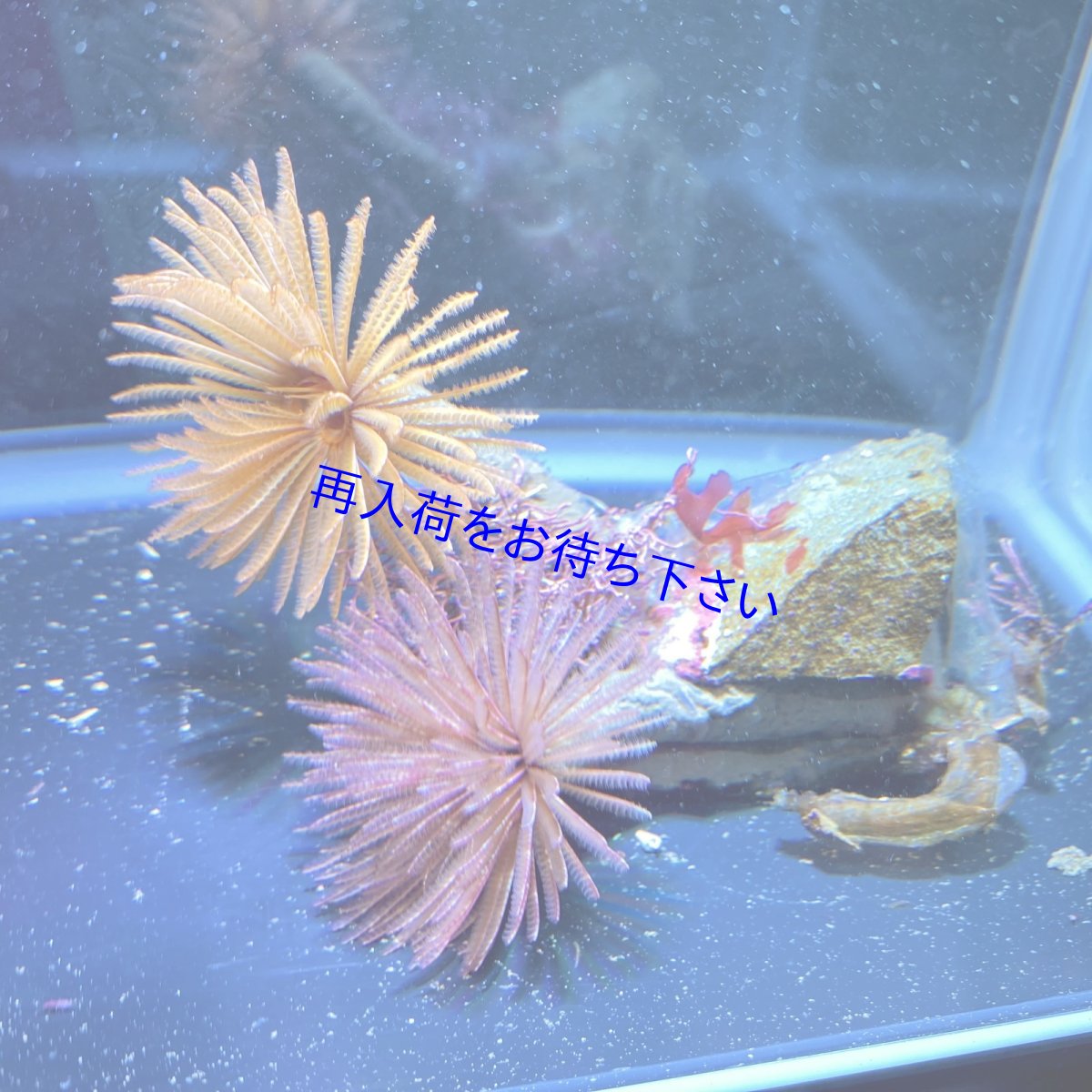 画像1: ケヤリムシ　2個体 (1)