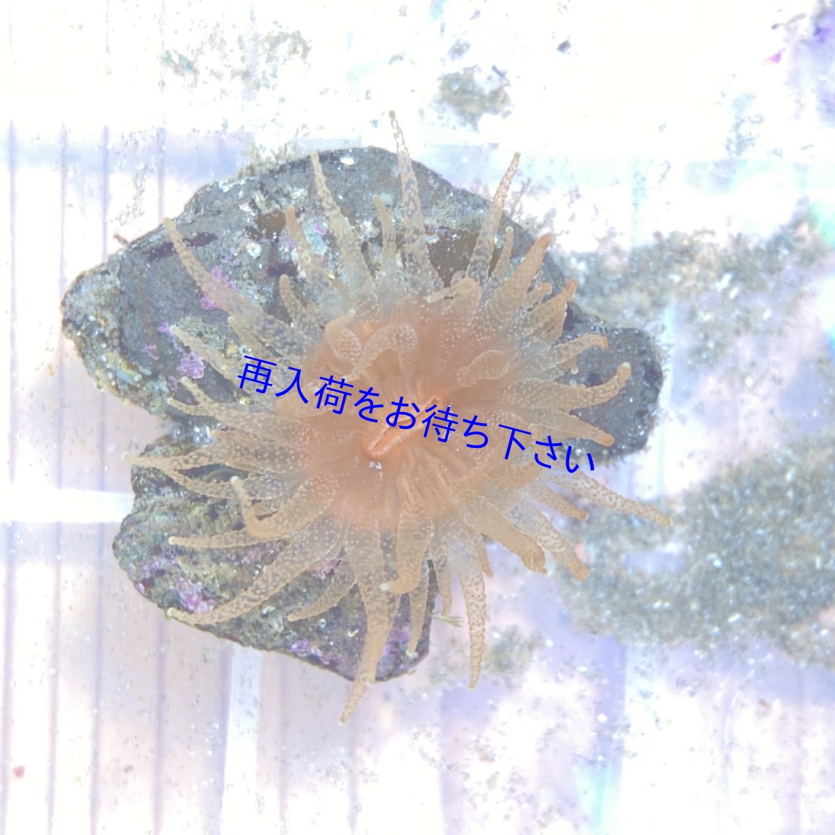 画像1: ニイノタコアシサンゴ 　 (1)