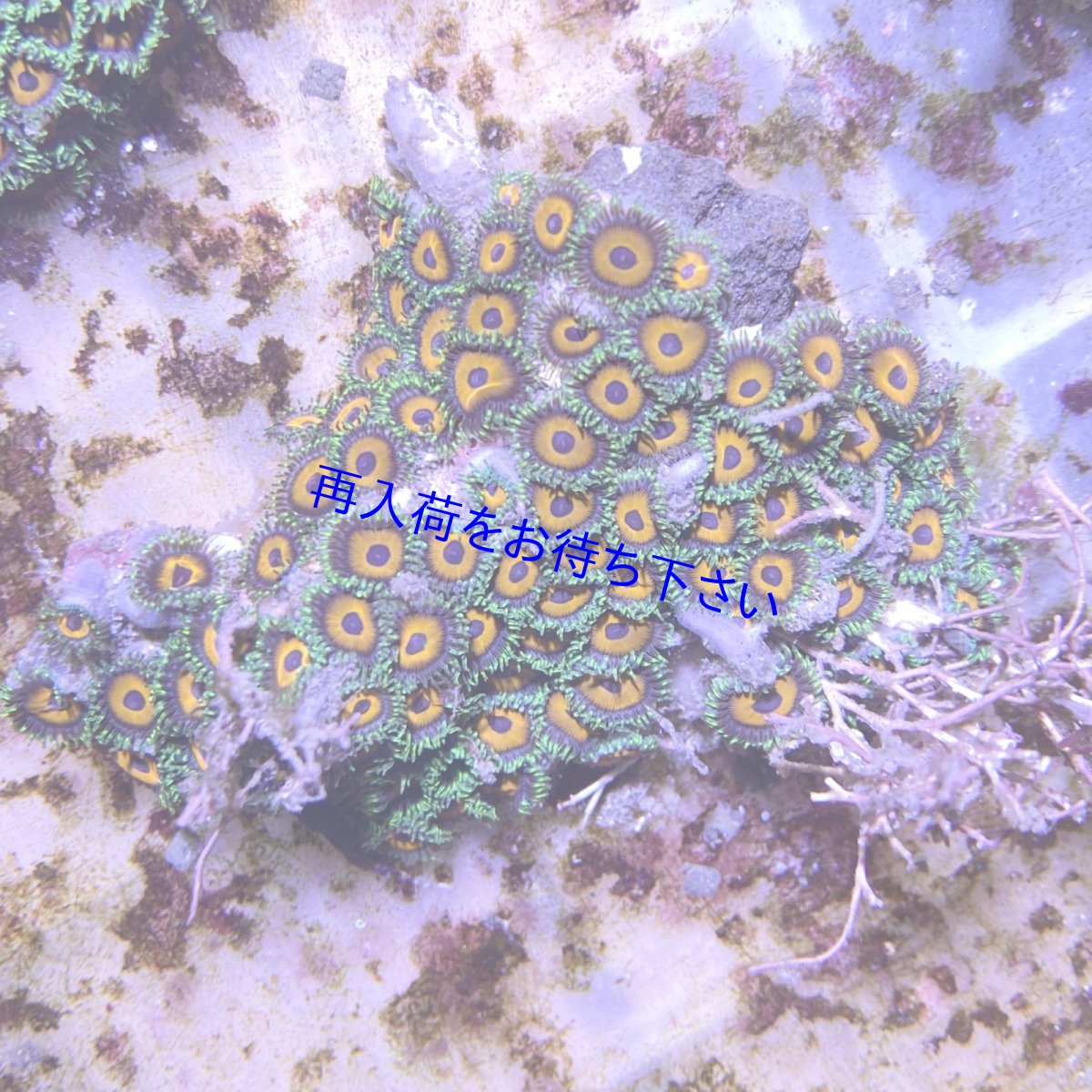 画像1: マメスナギンチャク　オレンジ　B (1)