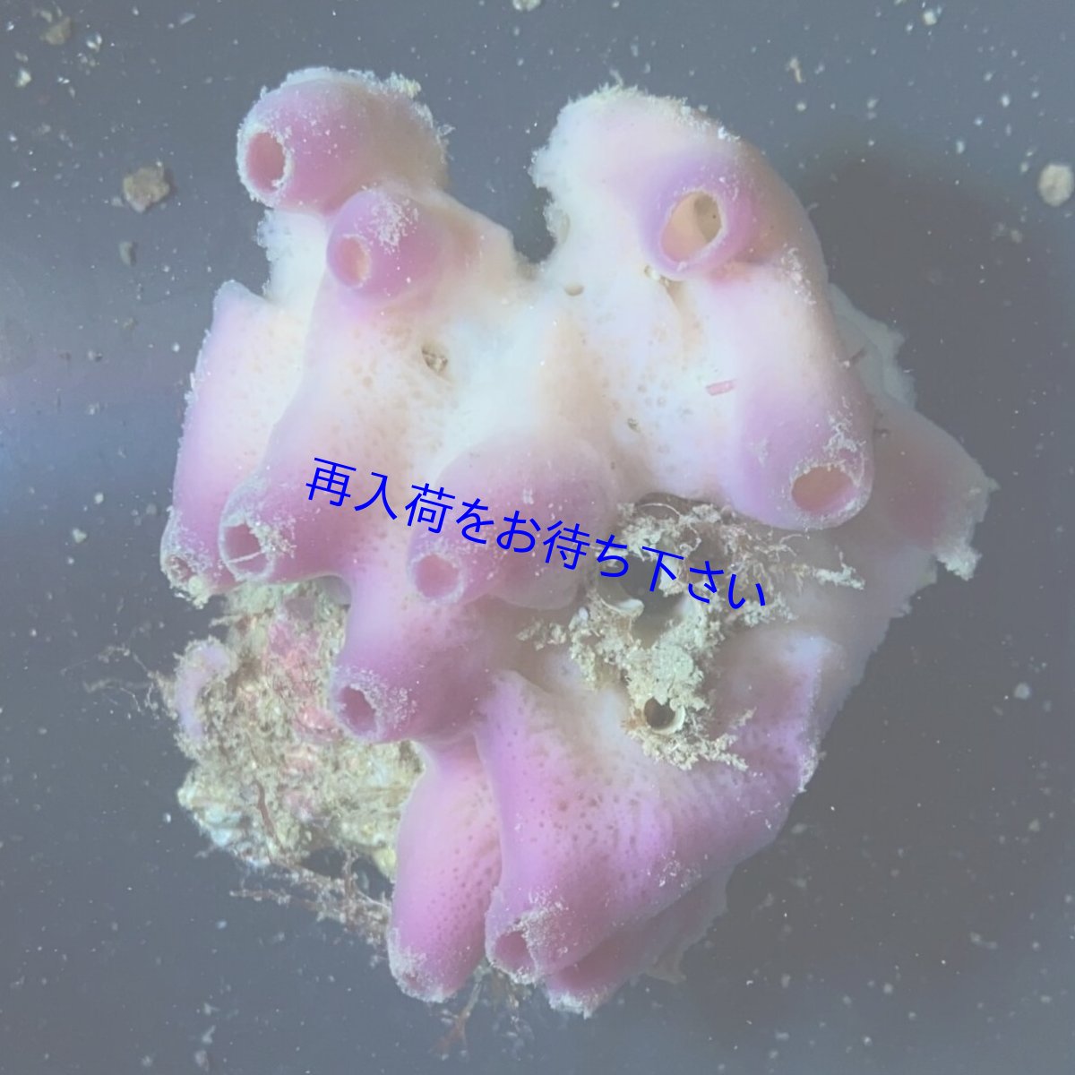 画像1: パープルスポンジ　 (1)