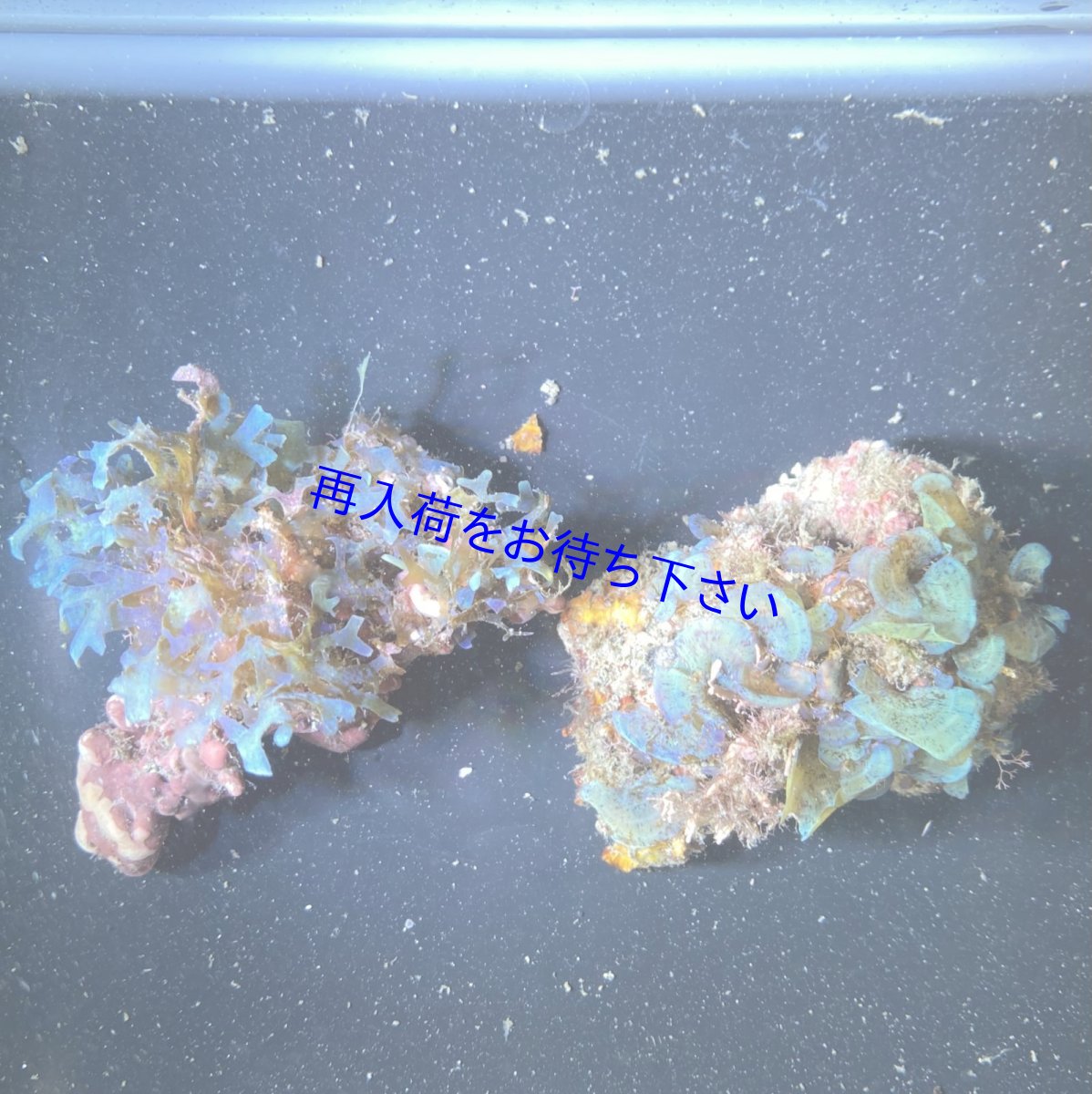 画像1: フクリンアミジ　ブルー　＆　ジガミグサセット🌱 (1)