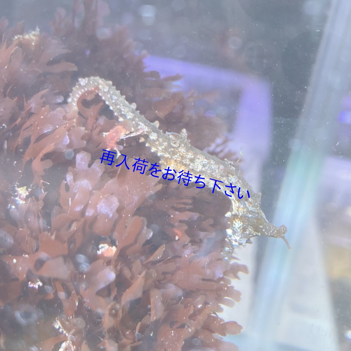 画像1: タツノオトシゴ ペア　 (1)