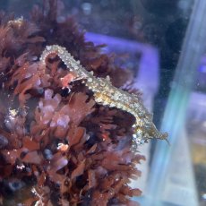 画像1: タツノオトシゴ ペア　 (1)