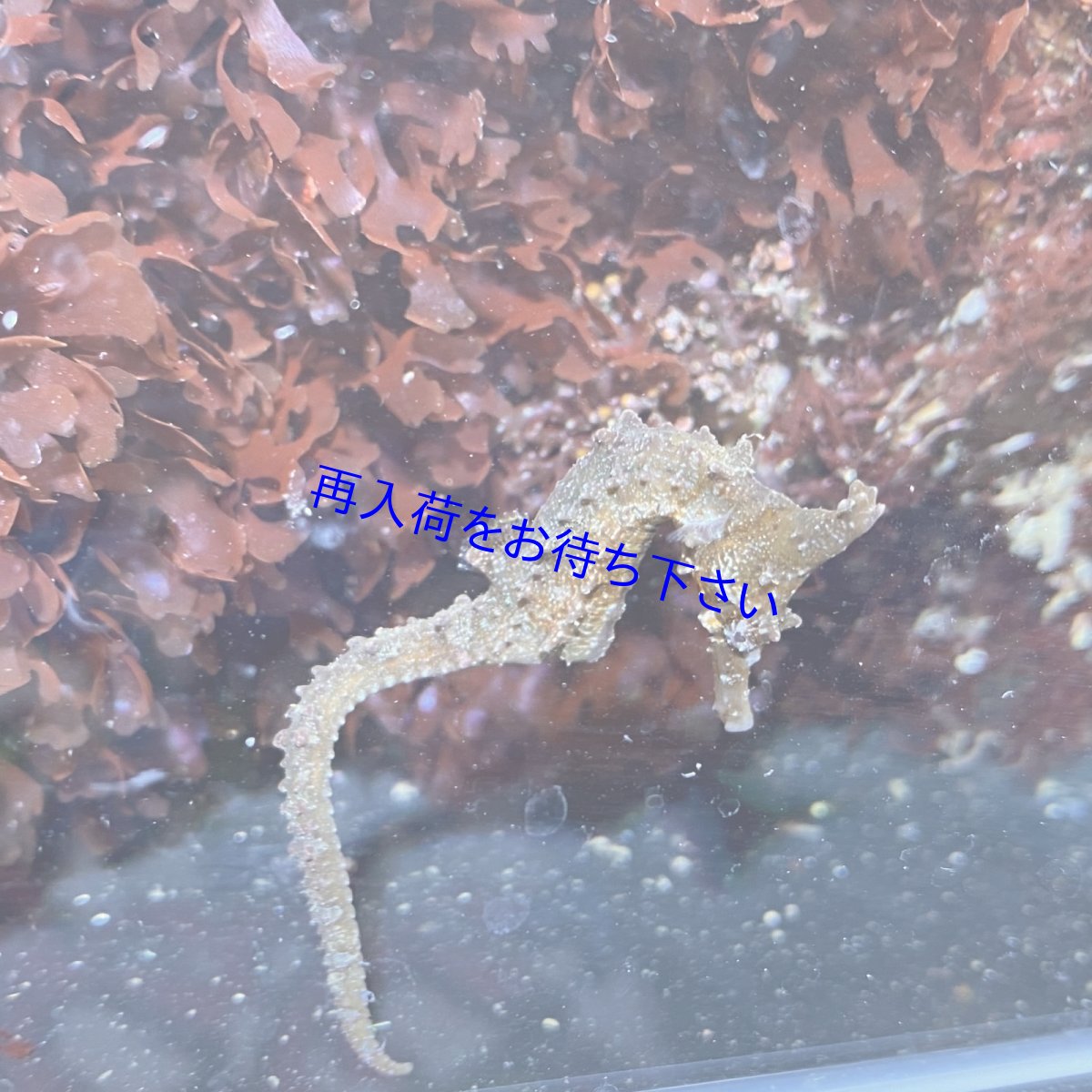 画像2: タツノオトシゴ ペア　 (2)