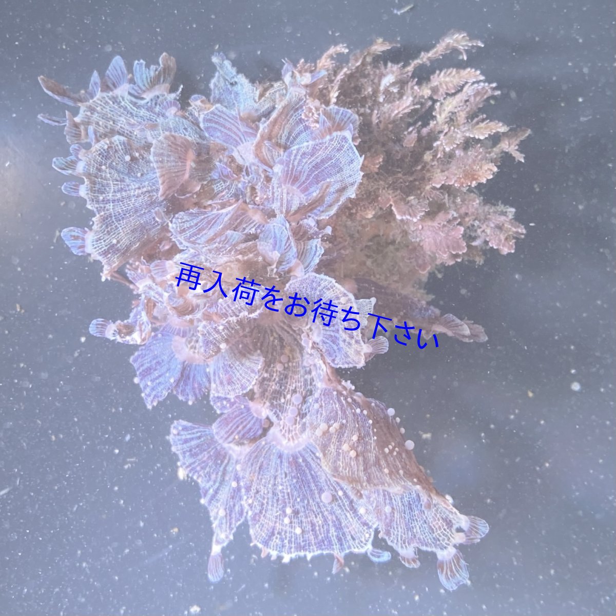 画像1: アヤニシキ　 (1)