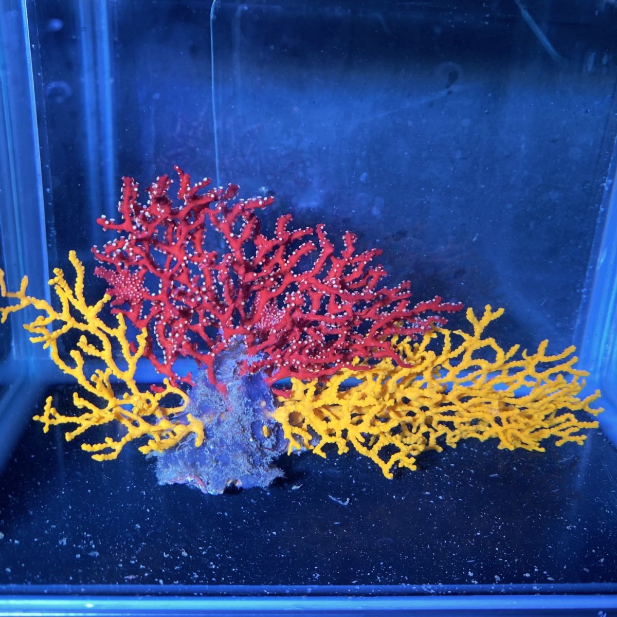 画像1: イソバナ　レッド＆イエロー (1)