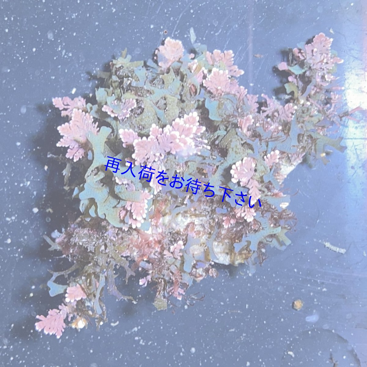 画像1: （岩付き）色々海藻　C (1)