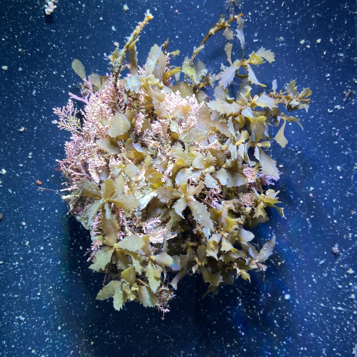 画像1: （岩付き）イソモク (1)