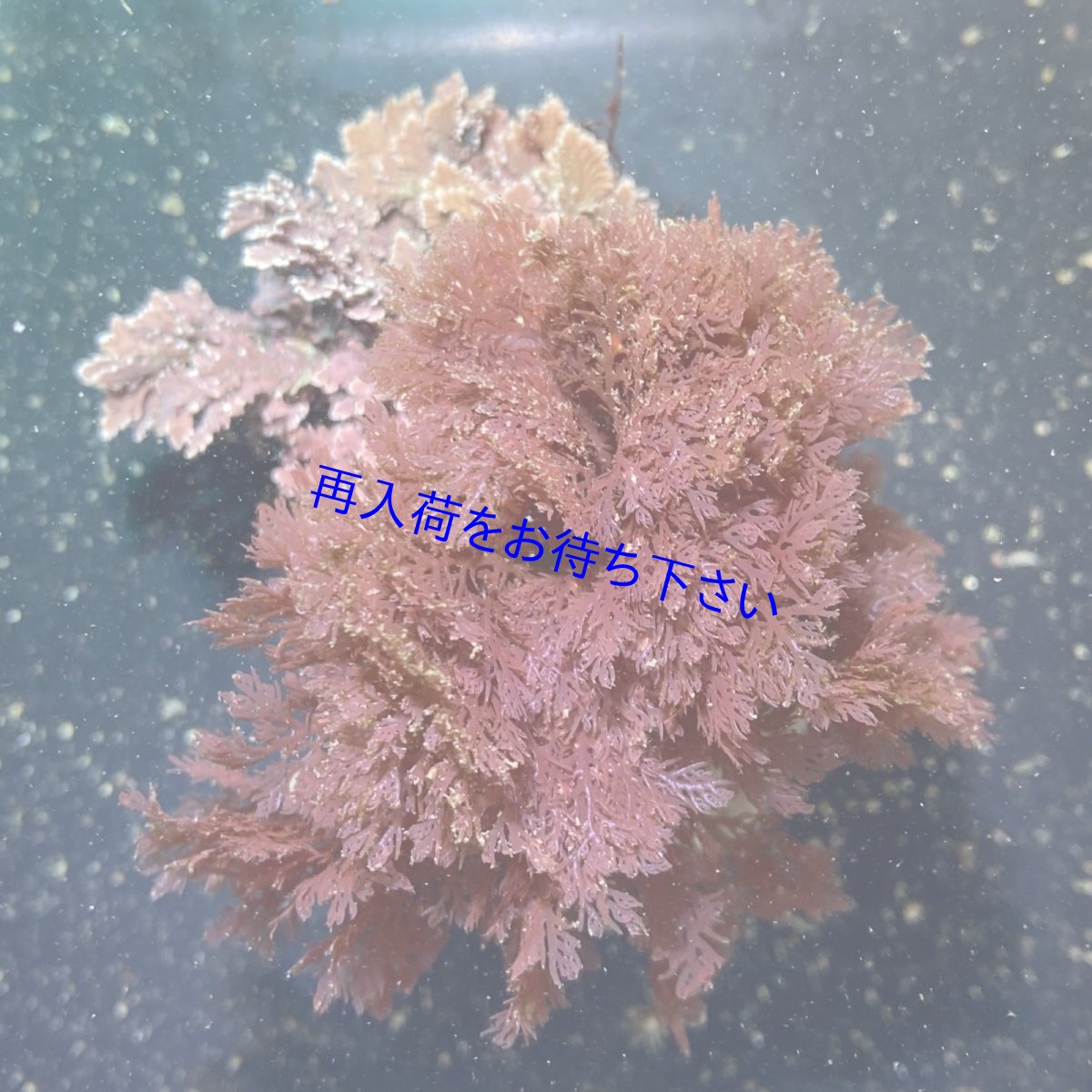 画像1: （岩付き）ユカリ (1)