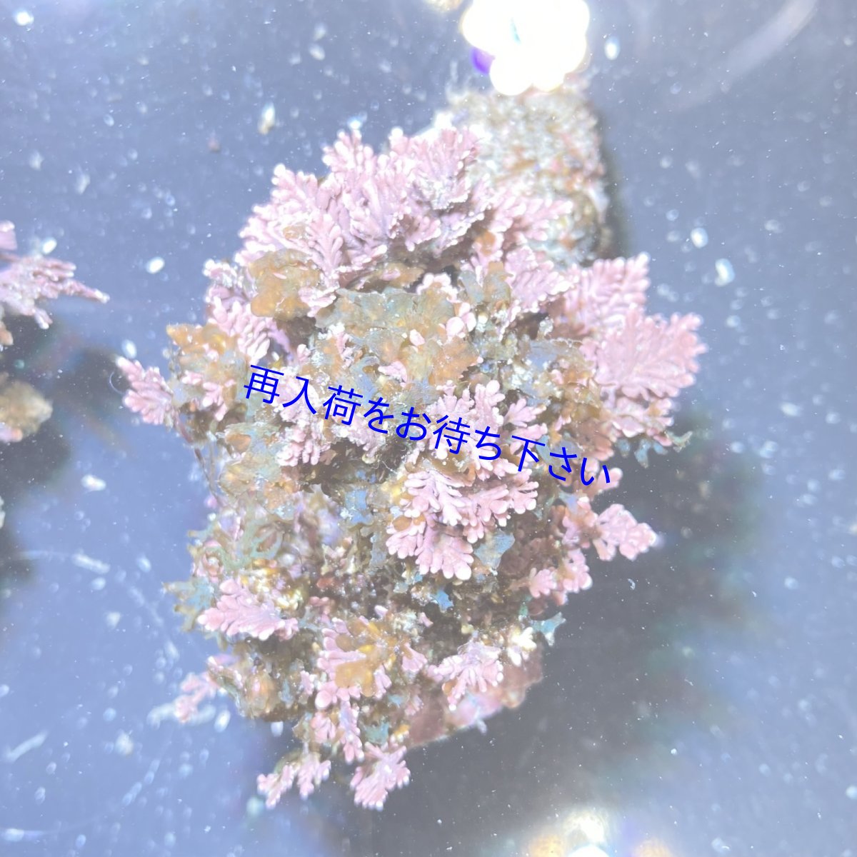 画像3: （岩付き）色々海藻B　ピリヒバ・フクリンアミジ　Sサイズ　2個セット (3)