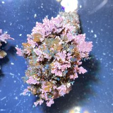 画像3: （岩付き）色々海藻B　ピリヒバ・フクリンアミジ　Sサイズ　2個セット (3)