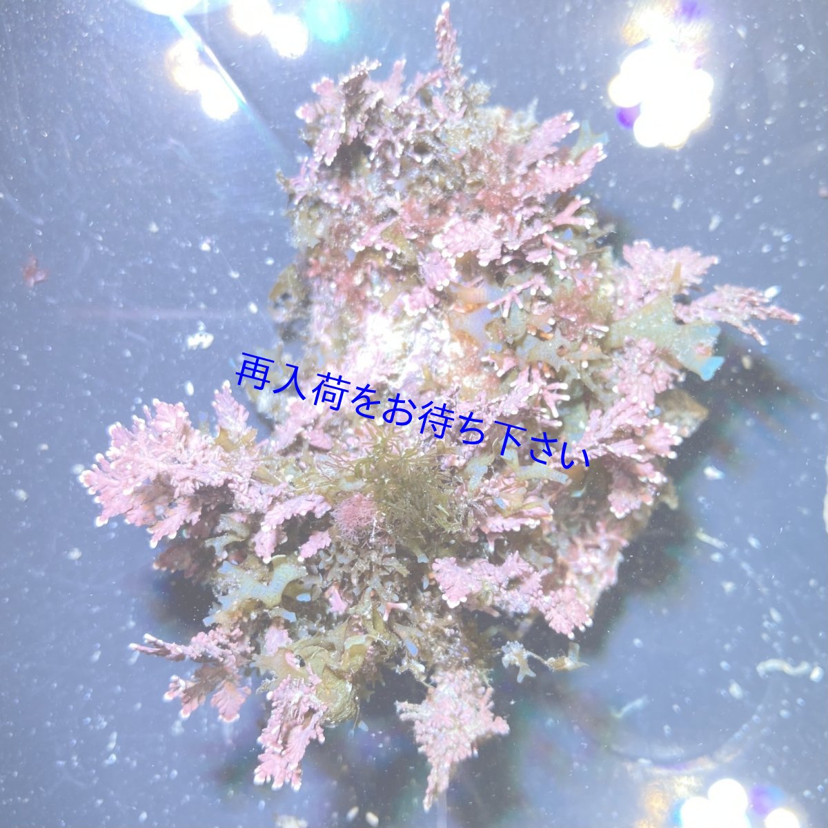 画像2: （岩付き）色々海藻B　ピリヒバ・フクリンアミジ　Sサイズ　2個セット (2)