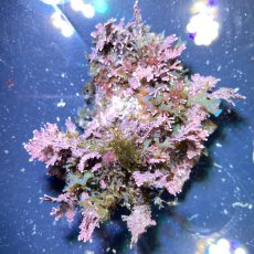 画像2: （岩付き）色々海藻B　ピリヒバ・フクリンアミジ　Sサイズ　2個セット (2)